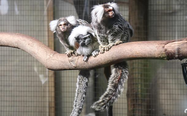 monkeys at Louisville Zoo